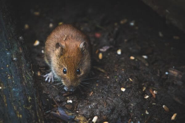 PEST CONTROL SHEFFORD, Bedfordshire. Services: Mouse Pest Control. Our pest control solutions are environmentally friendly and safe for you and your family.
