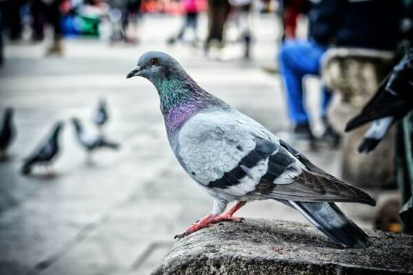 PEST CONTROL SHEFFORD, Bedfordshire. Services: Pigeon Pest Control. We use the latest technology and methods to provide effective pigeon pest control services.