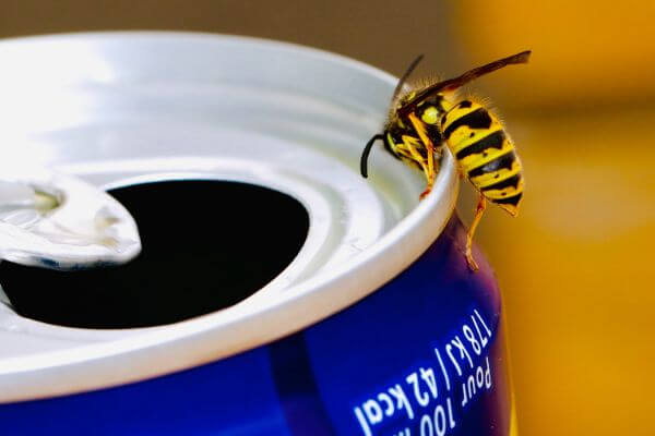 PEST CONTROL SHEFFORD, Bedfordshire. Services: Wasp Pest Control. Our team provides reliable and effective wasp pest control services for all types of properties.